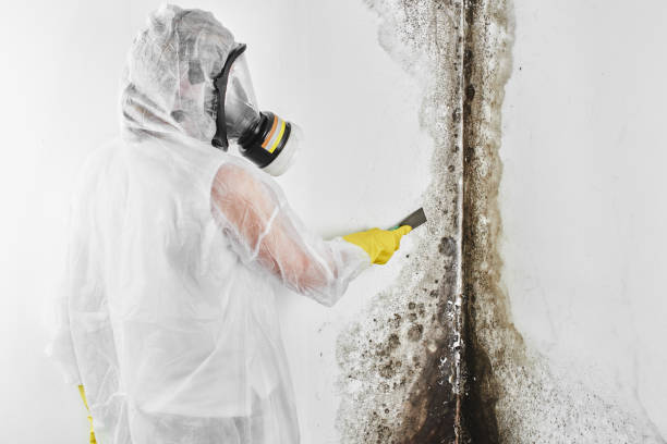 Best Mold Testing and Inspection Services in Williston, SC