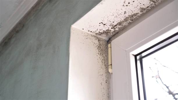 Best Bathroom Mold Remediation in Williston, SC