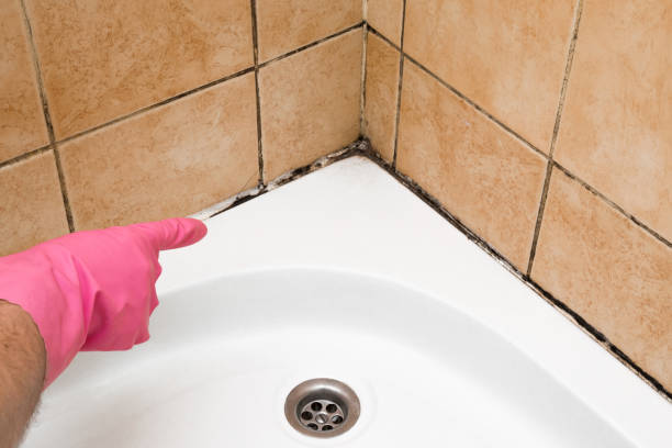 Professional Mold Remediation in Williston, SC